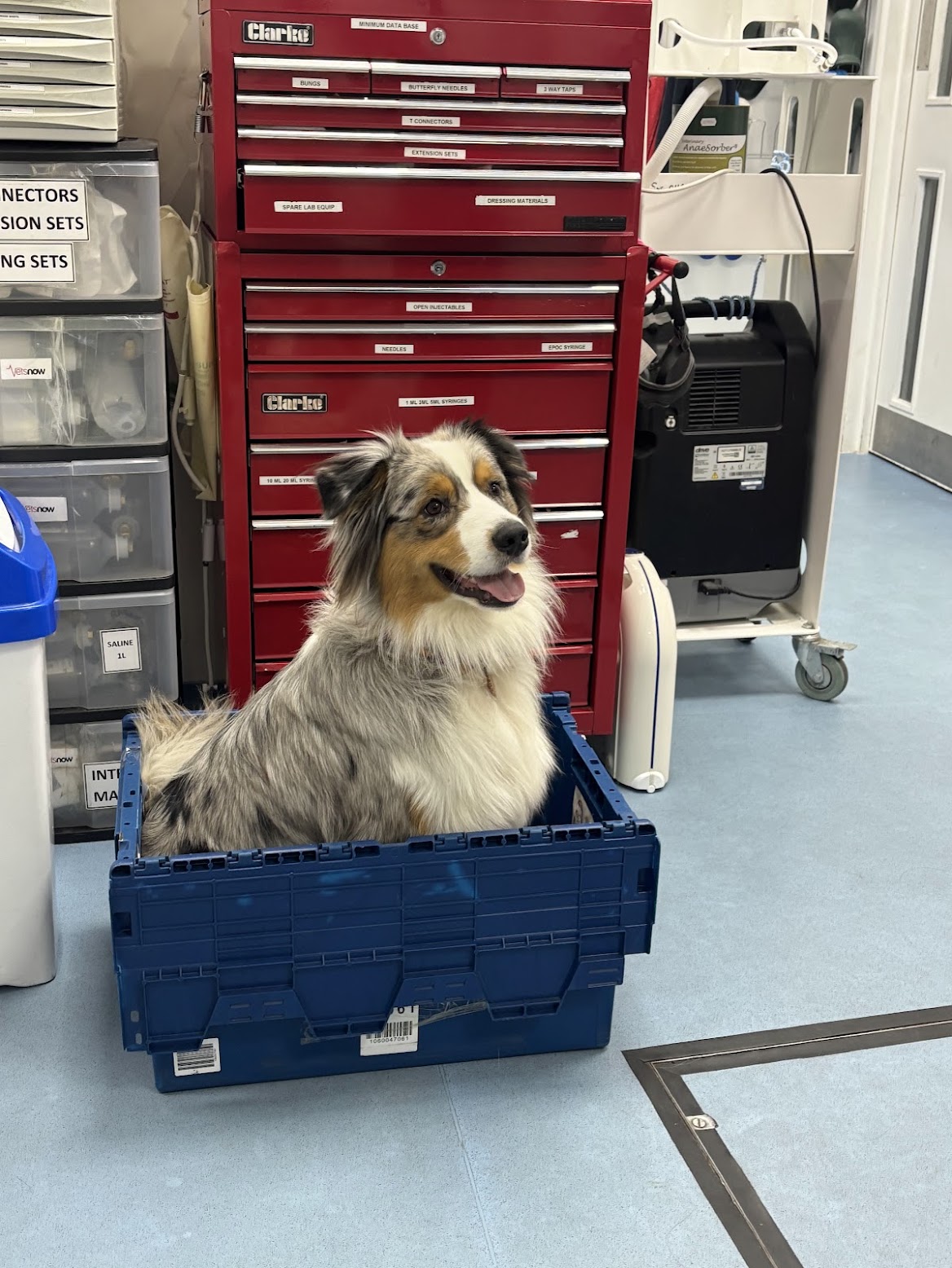 A small dog sitting in a veterinary equipment basket