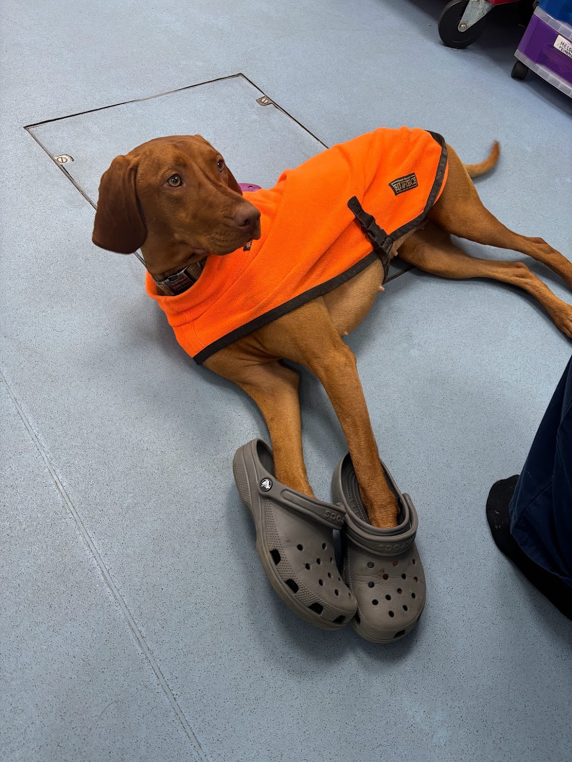 A dog patient wearing a bright orange recovery coat