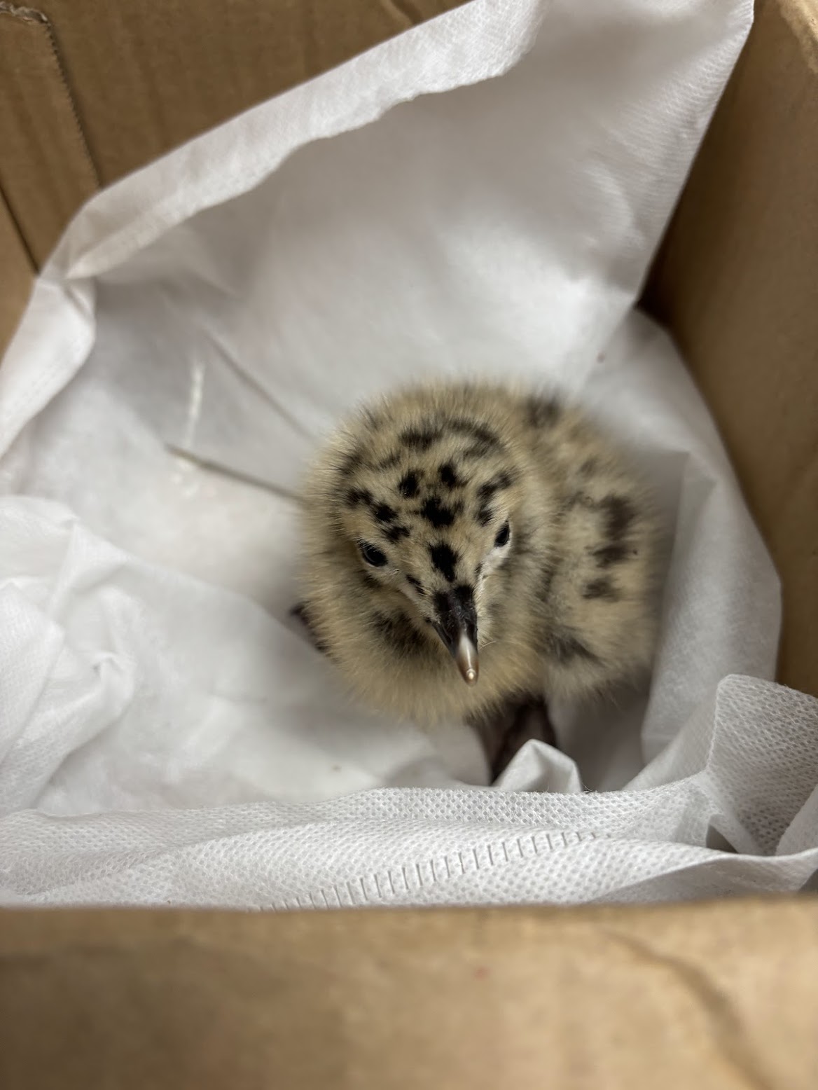 A tiny hedgehog patient wrapped safely in a blanket