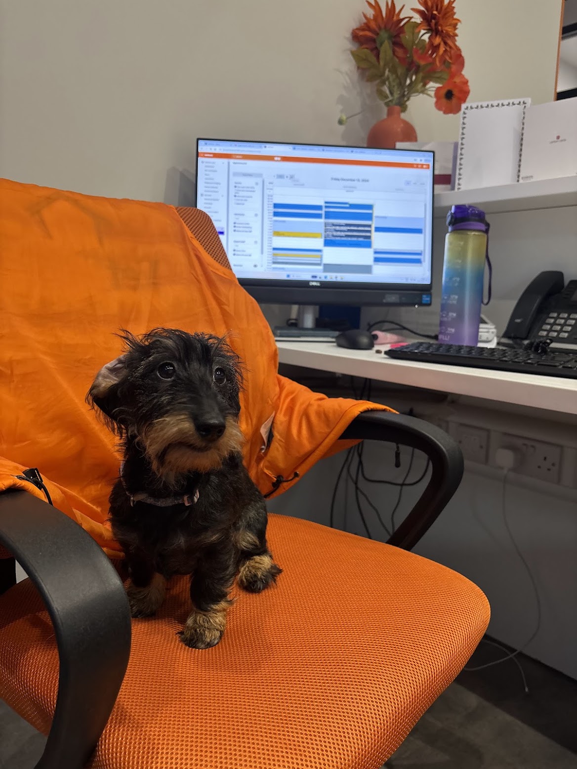 A small dog visiting a veterinary consulting room