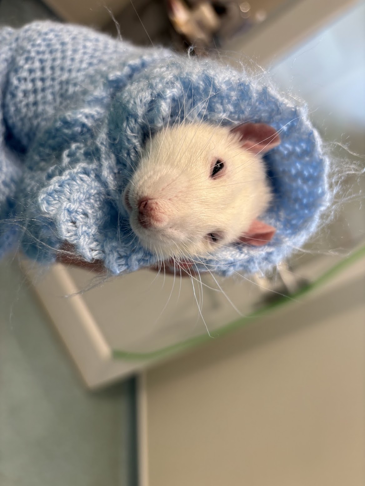 A guinea pig patient wrapped cosily in a blue blanket